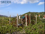 Portelinha